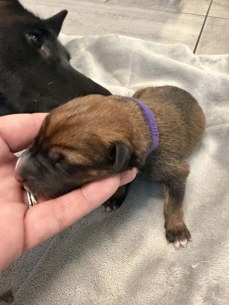 A baby small-sized female Tricolor (Brown, Black, & White) Belgian Shepherd / Malinois dog named Pokemon Baby Ditto Located for adoption in Imlay City, MI