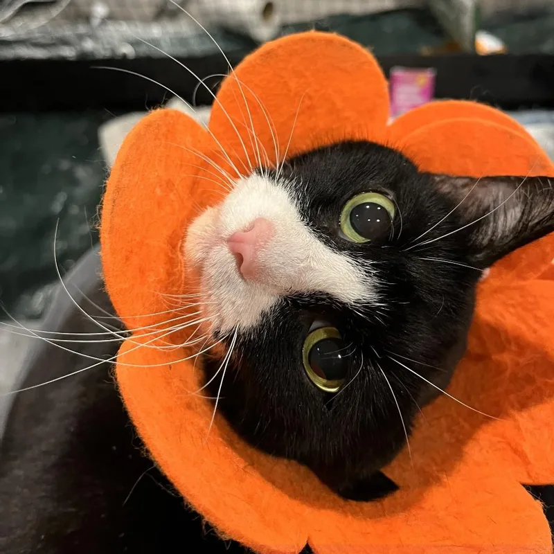 Bella Loo thumbnail 3