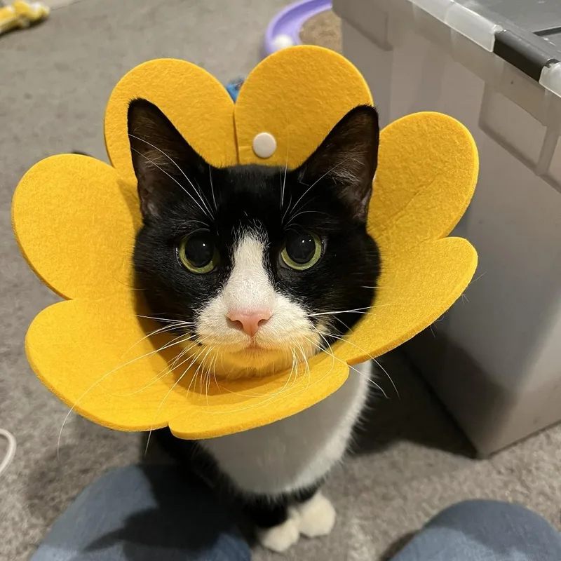 Bella Loo thumbnail 4