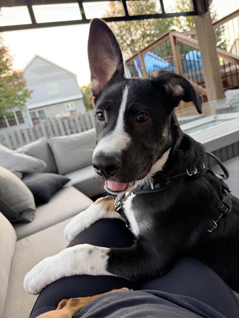 A baby medium-sized male Shepherd dog named Rocky for adoption in Hillside, IL