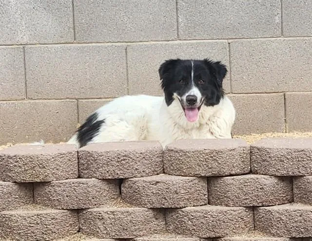 An adult large-sized female Australian Shepherd dog named Beauty for adoption in Tucson, AZ