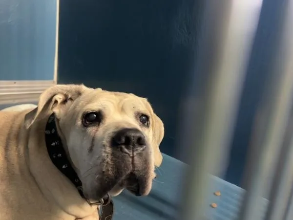 A senior large-sized female Mixed Breed dog named Delilah for adoption in New York, NY