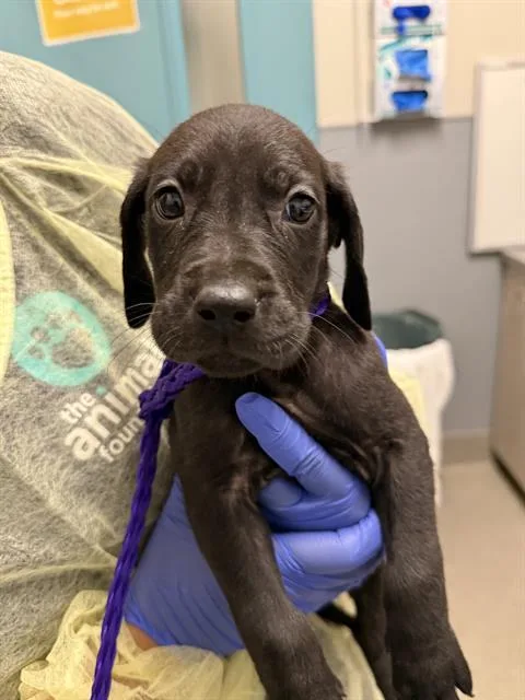A baby small-sized male Great Dane dog named Feastables for adoption in Las Vegas, NV