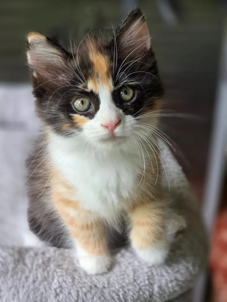 A baby medium-sized female Domestic Short Hair cat named Vesper for adoption in Hoover , AL