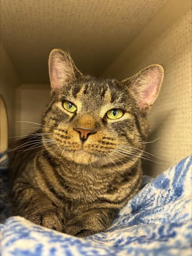 A young medium-sized male Domestic Short Hair cat named Tony for adoption in Hagerstown, MD