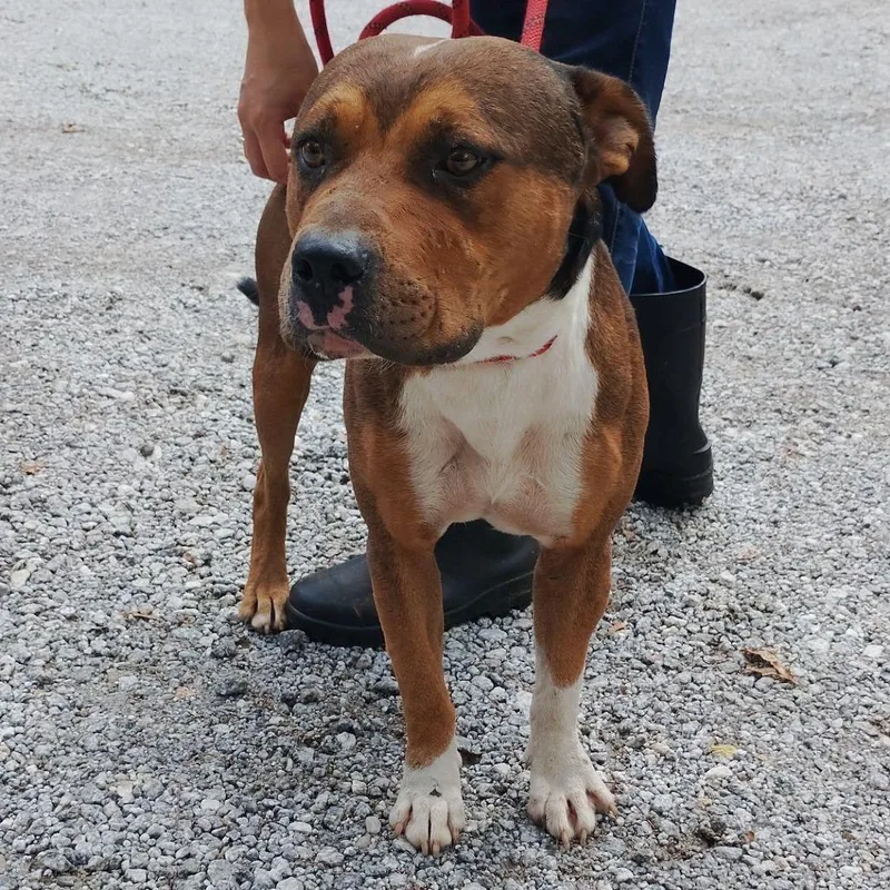 A young medium-sized male Brown / Chocolate Mixed Breed dog named Vans for adoption in Valley, AL