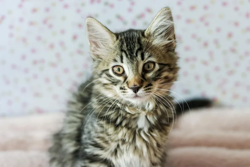 Lucy Cuddlestoo thumbnail 2