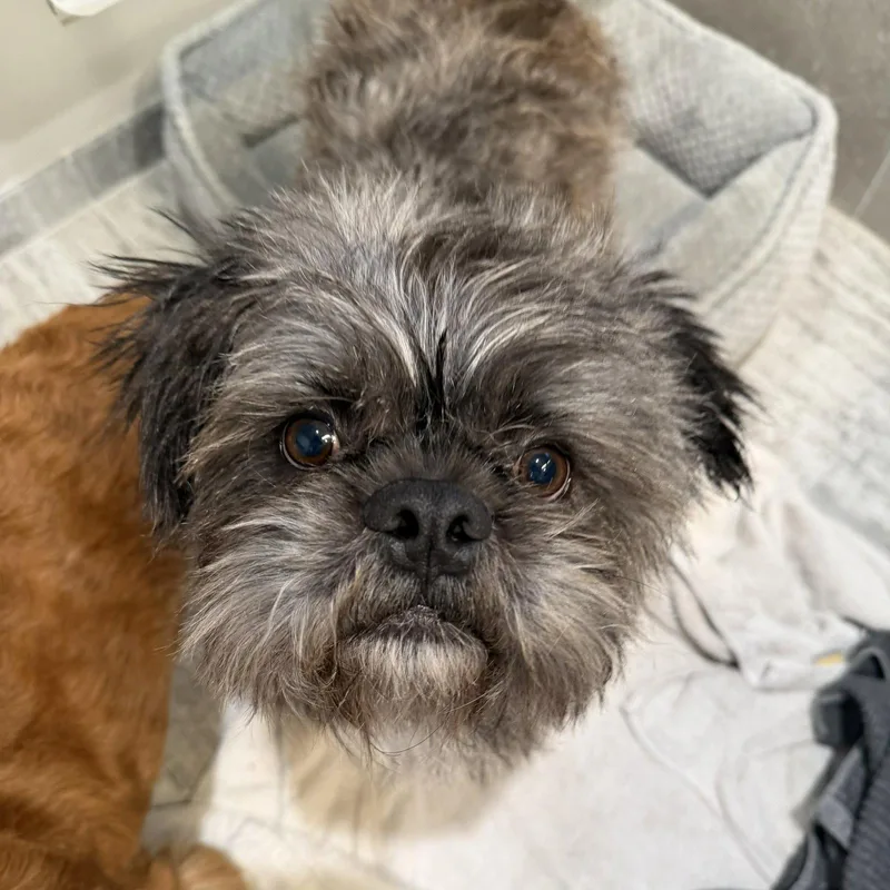 An adult medium-sized male Shih Tzu dog named Hiccup for adoption in San Jose, CA