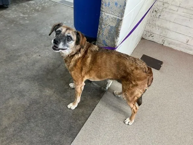 A senior small-sized female Beagle dog named Luz for adoption in San Bernardino, CA