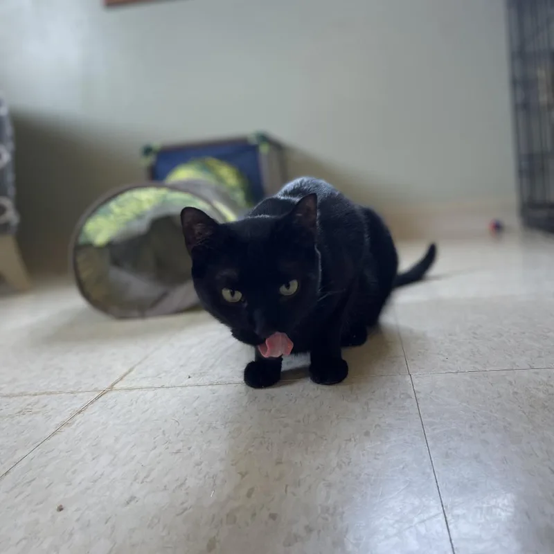 An adult medium-sized female Domestic Short Hair cat named Poe for adoption in Milford, IA