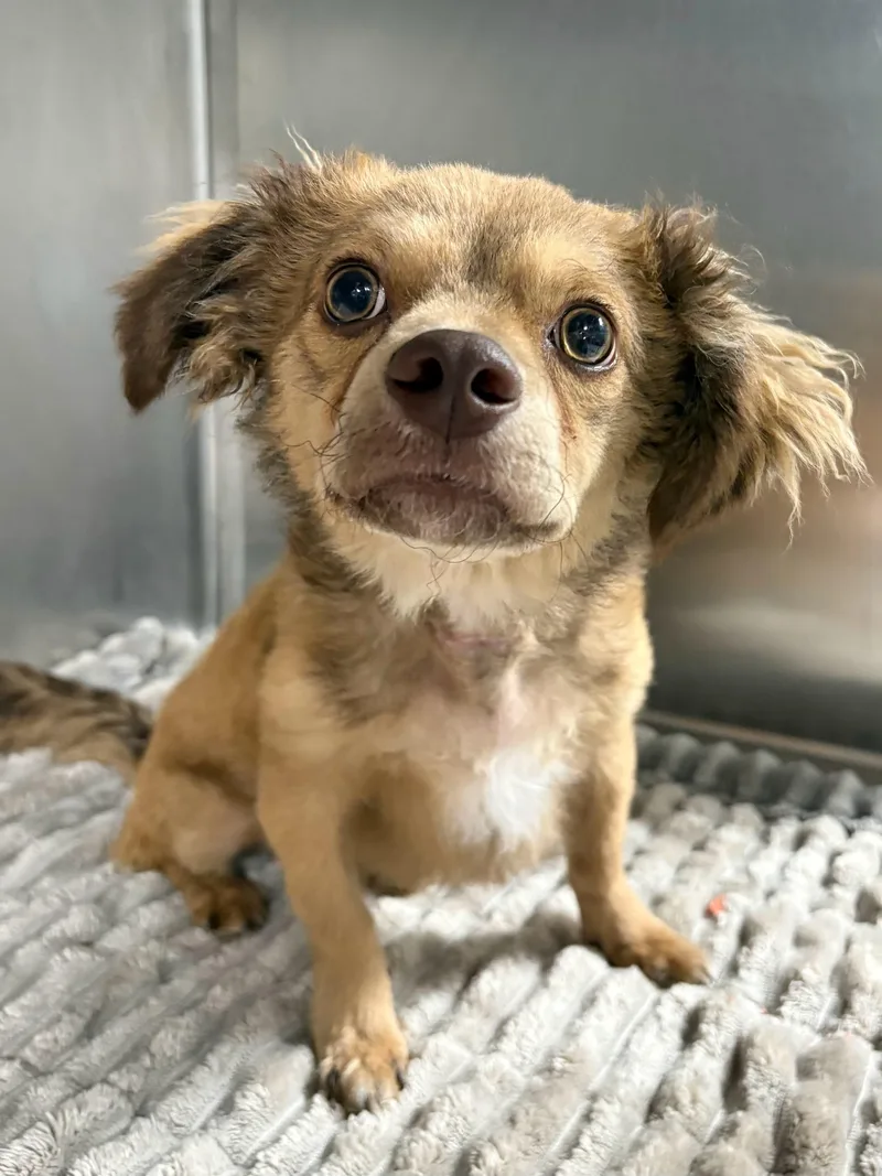 A baby small-sized male Dachshund (Long Haired) dog named Bear for adoption in Portland, ME