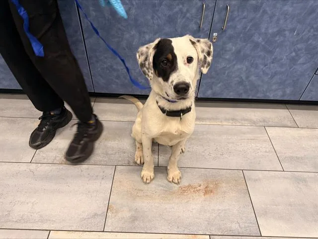 A young medium-sized male Mixed Breed dog named Pongo for adoption in Charlotte, NC