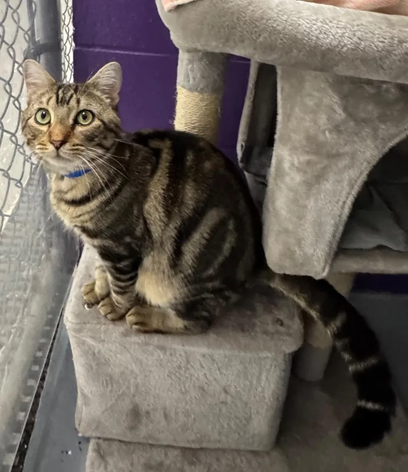 A young medium-sized male Domestic Short Hair cat named Apollo for adoption in St. Albans, VT