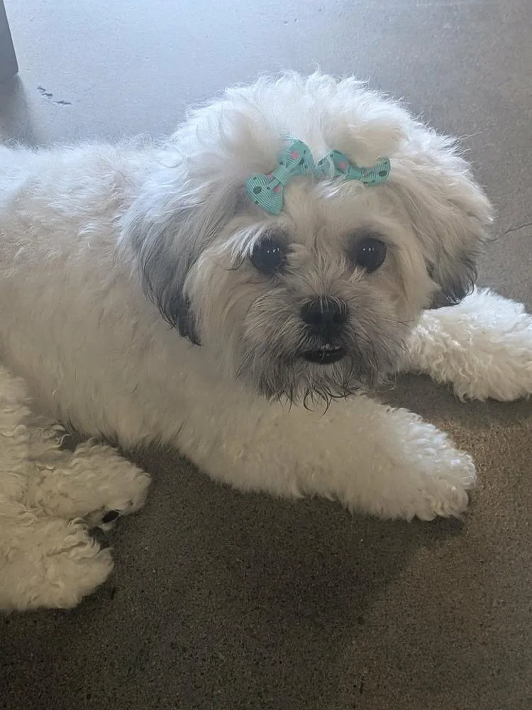 A young small-sized female Shih Tzu dog named Venus for adoption in Mission Viejo, CA