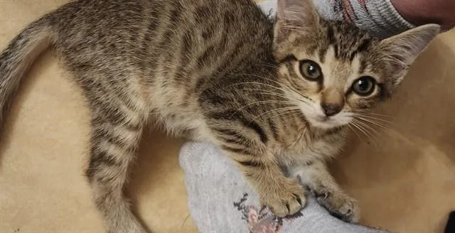 A baby small-sized male Domestic Short Hair cat named Fry for adoption in Ocala, FL
