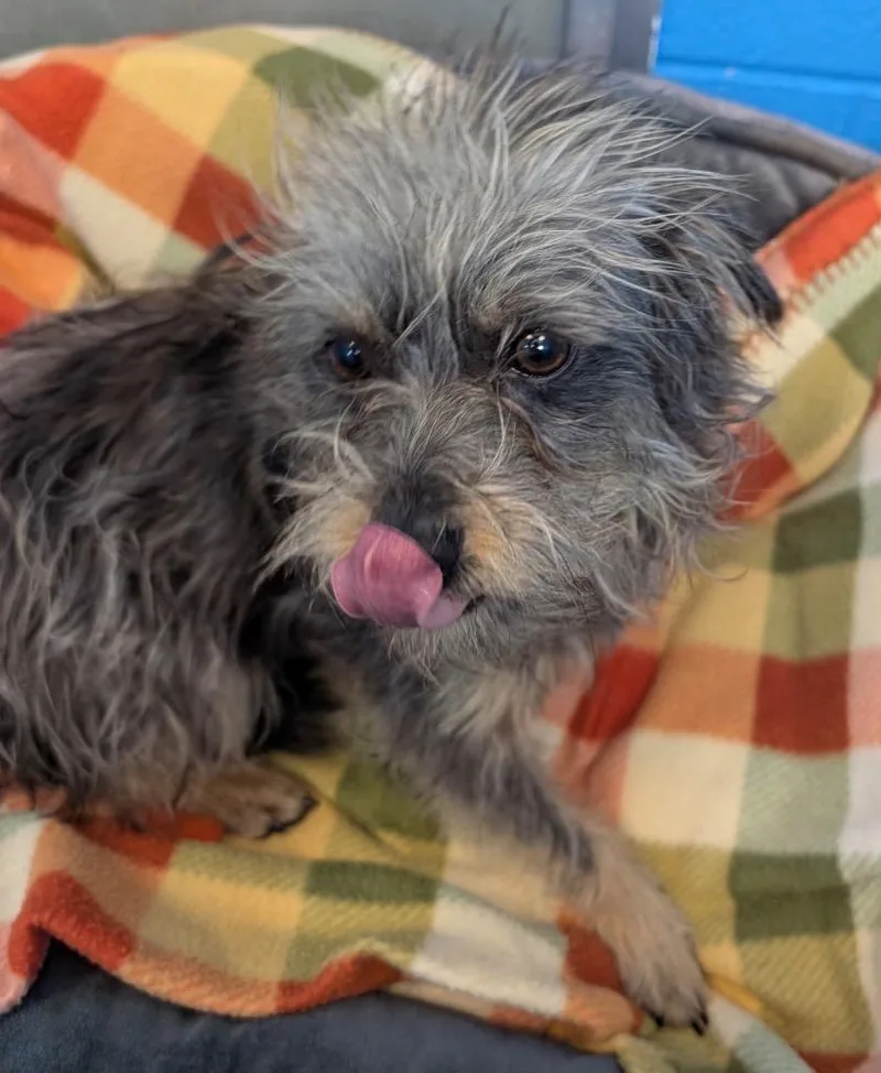 An adult small-sized male Yorkshire Terrier dog named Elijah for adoption in Defiance, OH