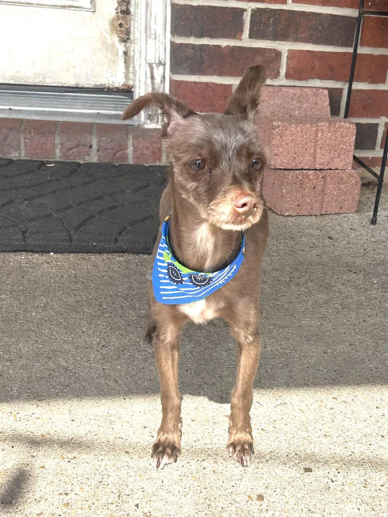 An adult small-sized male Brown / Chocolate Chihuahua dog named Hugo for adoption in Manvel, TX