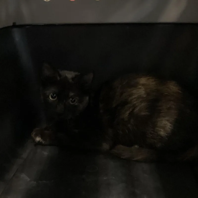 A baby small-sized female Tortoiseshell Domestic Short Hair cat named Chisolm for adoption in Montgomery, AL