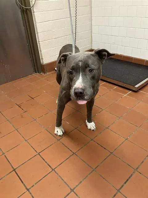 An adult large-sized female Pit Bull Terrier dog named Odessa for adoption in Camarillo, CA