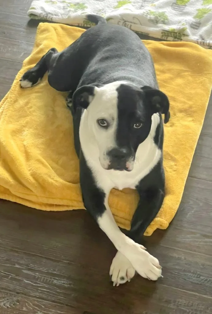An adult large-sized female Mixed Breed dog named Stellarayla for adoption in St. Augustine, FL