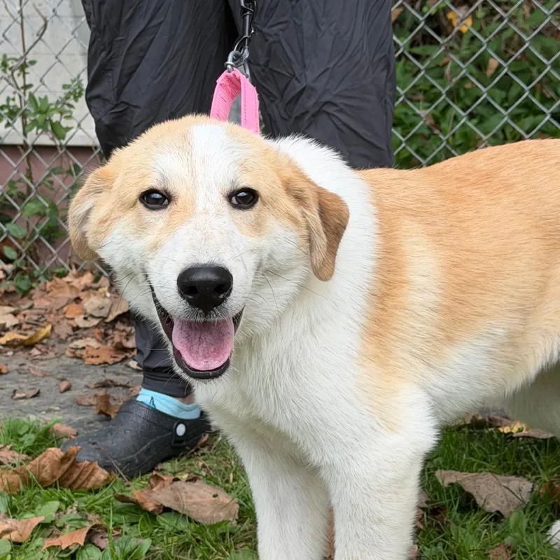 A baby medium-sized male Australian Shepherd dog named Cooper for adoption in Zanesville, OH