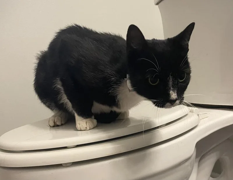 Teddy Tuxspin
