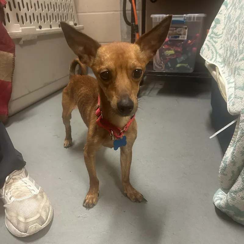 An adult small-sized male Yellow / Tan / Blond / Fawn Chihuahua dog named Himmel for adoption in Tacoma, WA