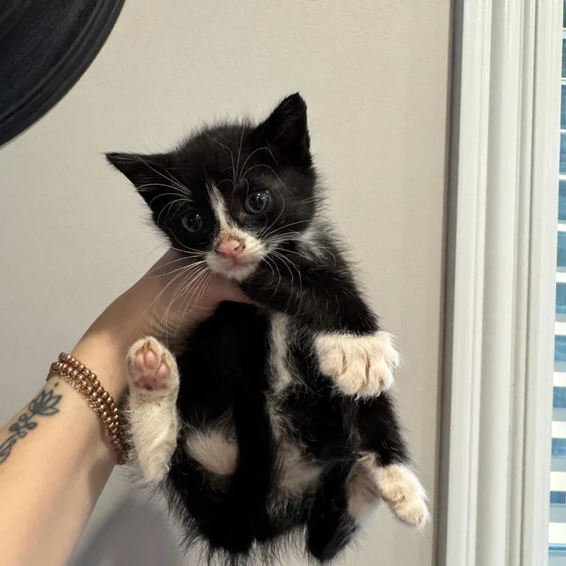 A baby medium-sized male Black & White / Tuxedo Domestic Short Hair cat named Sir Hiss for adoption in Chattanooga, TN