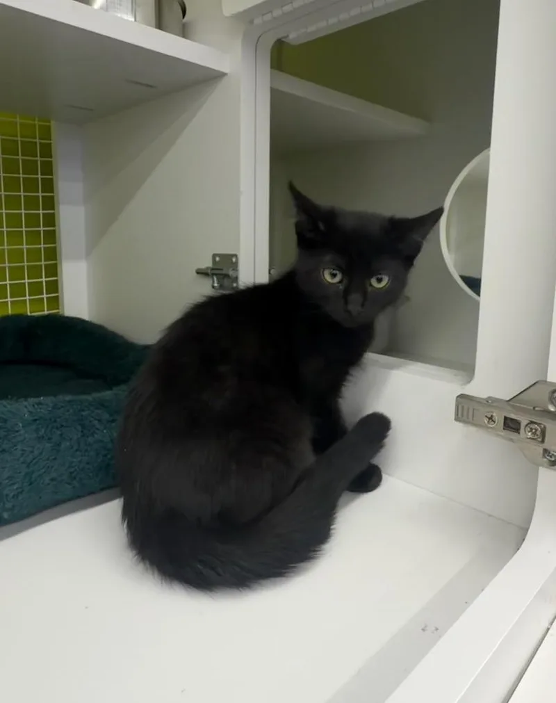 A baby medium-sized female Abyssinian cat named Mayflower Bocawina for adoption in Fort Lupton, CO