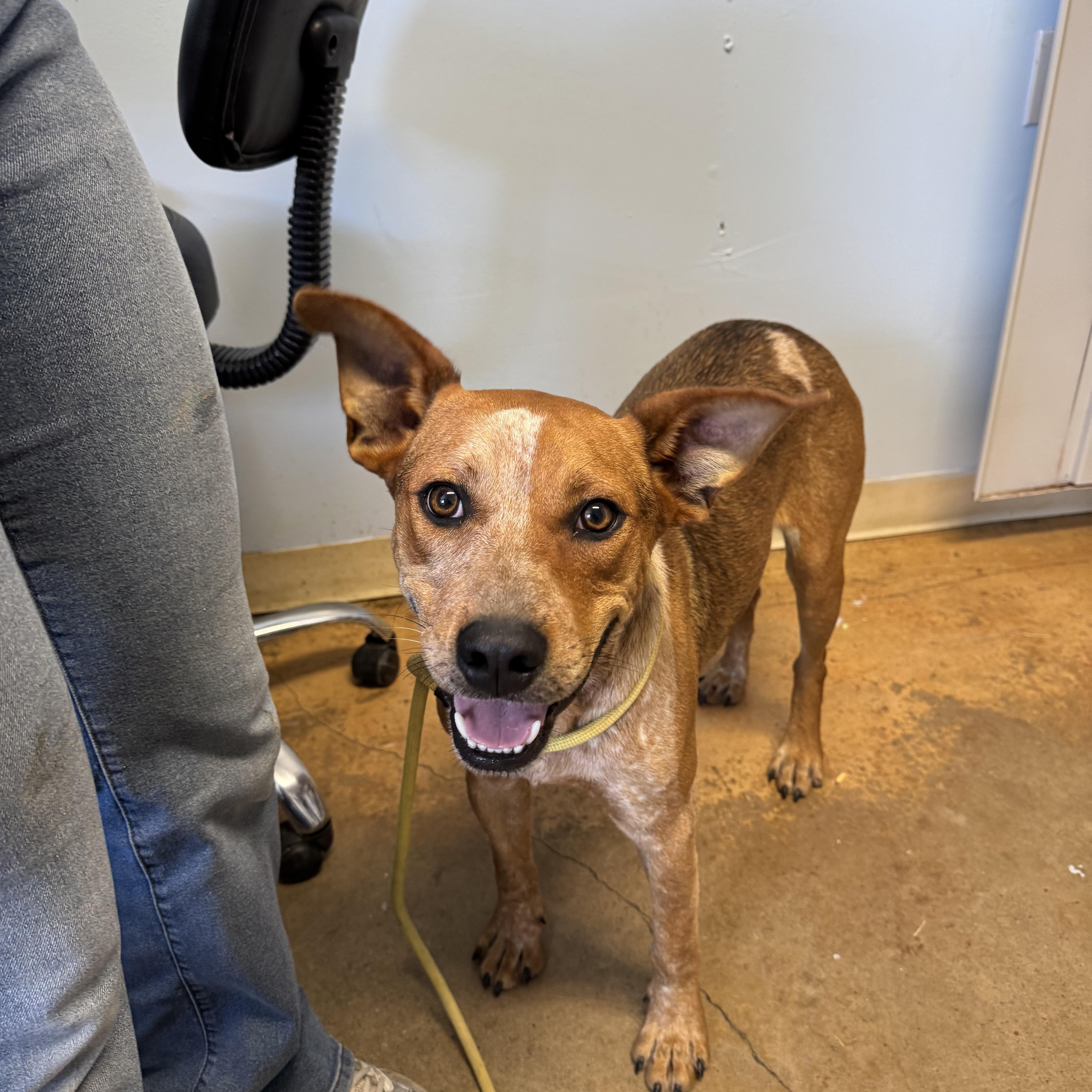 An adult medium-sized male Australian Cattle Dog / Blue Heeler dog named Homer for adoption in Marshall, NC