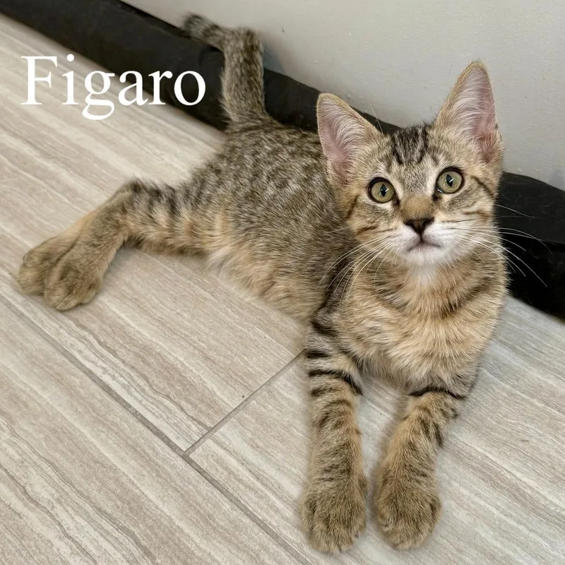 Figaro thumbnail 5