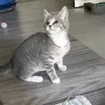 A baby medium-sized male Tabby (Gray / Blue / Silver) Domestic Short Hair cat named Guthrie for adoption in Richmond, VA