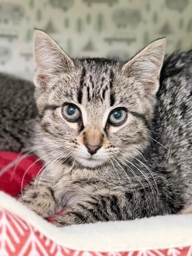 A baby medium-sized female Domestic Short Hair cat named Neptune for adoption in Menomonie, WI