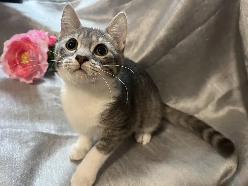 Pounce