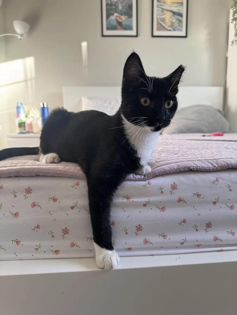 A baby medium-sized male Domestic Short Hair cat named Birch for adoption in San Jose, CA