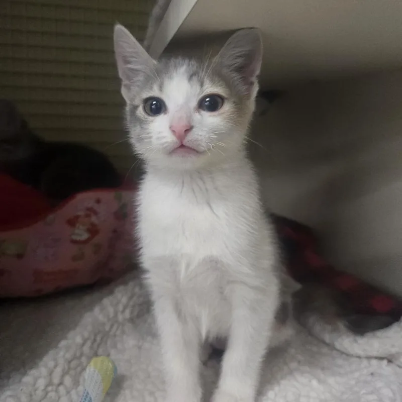 A baby small-sized female Gray / Blue / Silver Domestic Short Hair cat named Sweet Mintz for adoption in Philadelphia, PA
