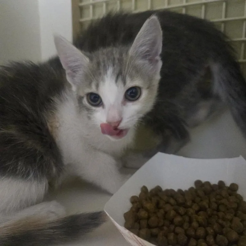 Sweet Mintz thumbnail 2