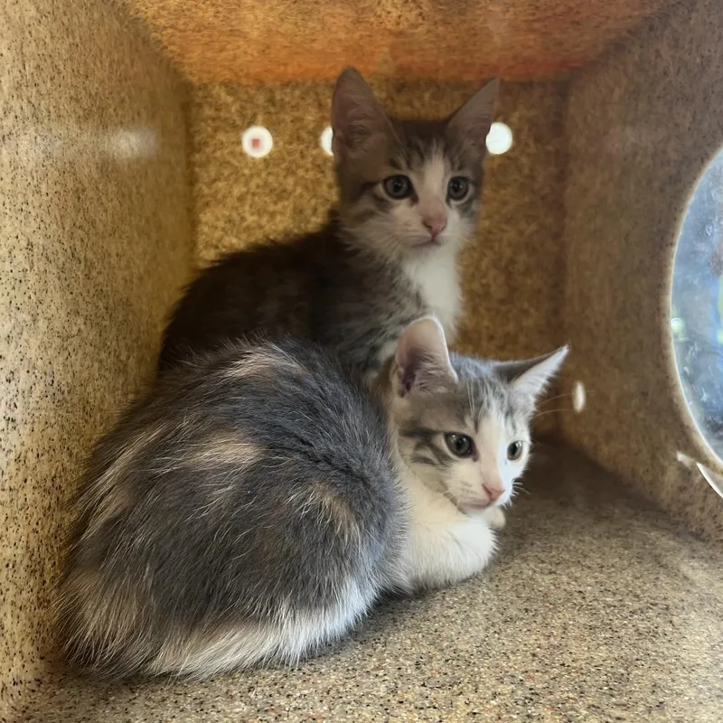 Sweet Mintz thumbnail 3