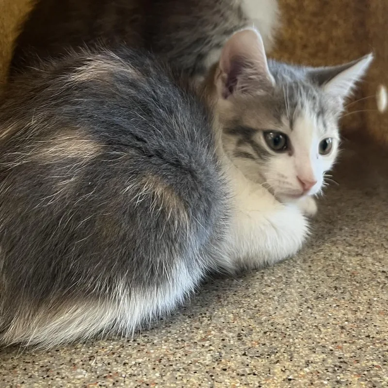 Sweet Mintz thumbnail 4