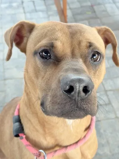 An adult large-sized male Pit Bull Terrier dog named Simba for adoption in Atlanta, GA
