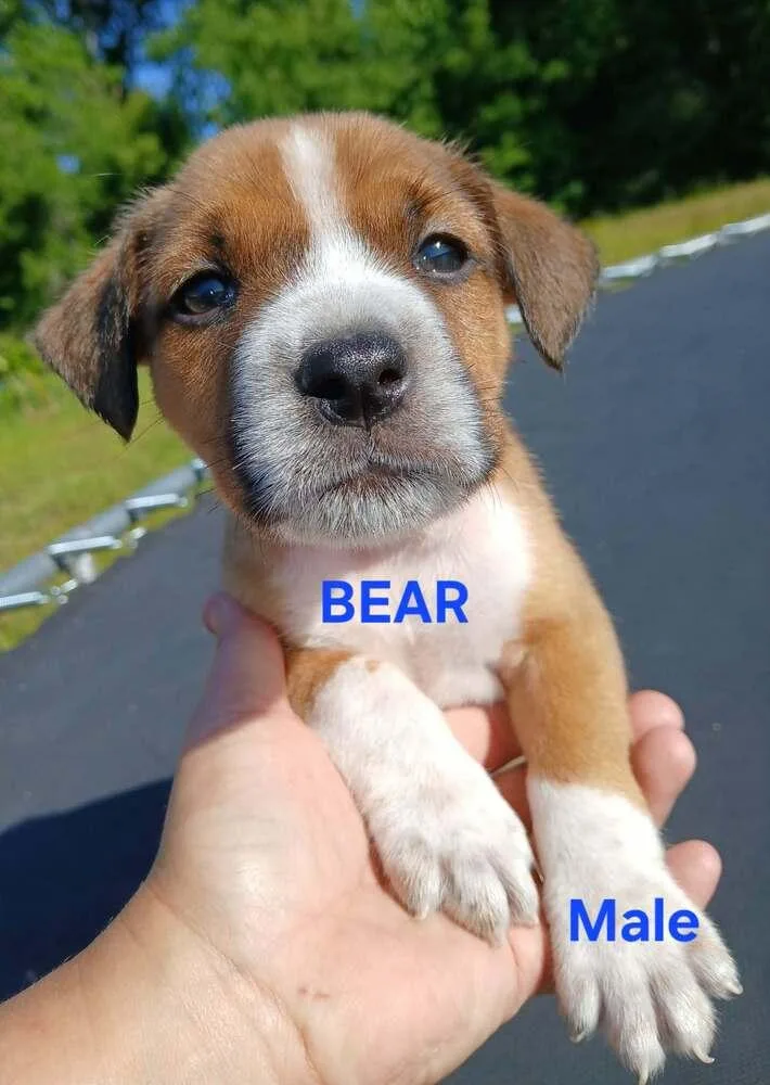 A baby large-sized male Boxer dog named Bear for adoption in Troy, AL