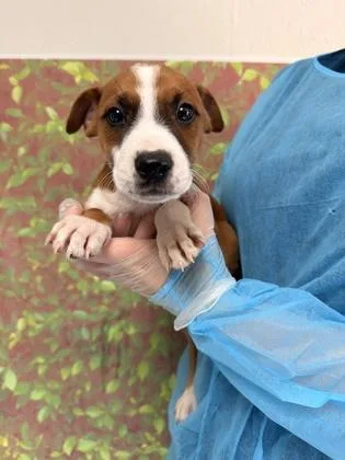 A young small-sized male Terrier dog named Woodrow for adoption in San Antonio, TX
