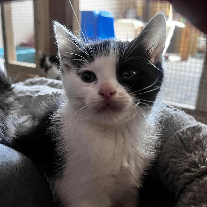 A baby large-sized male Black & White / Tuxedo Tuxedo cat named Gus for adoption in Newark valley, NY