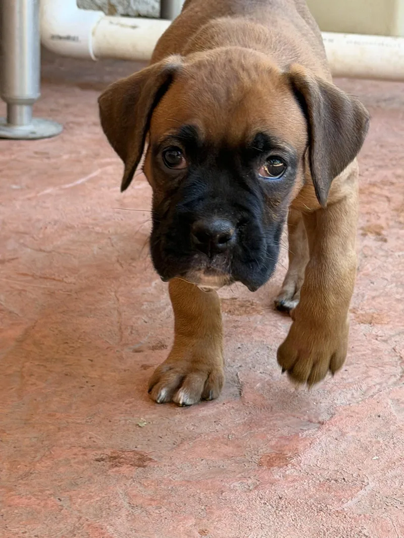 A baby large-sized female Boxer dog named Latisha for adoption in Capistrano Beach, CA
