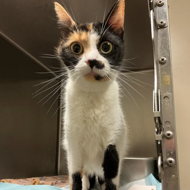 An adult medium-sized female Calico Domestic Short Hair cat named Mable for adoption in Elizabeth City, NC
