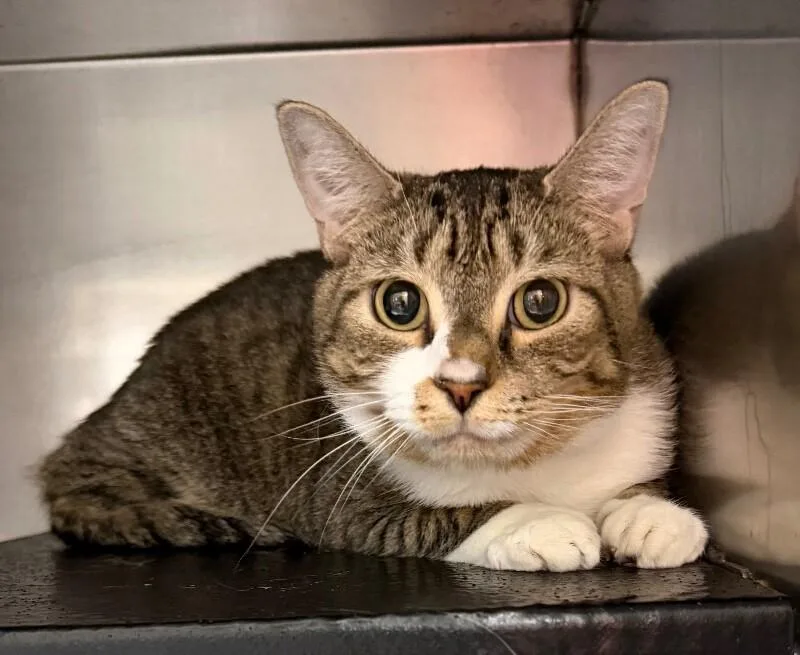An adult medium-sized female Tabby (Brown / Chocolate) Domestic Short Hair cat named Flapjack for adoption in Burgaw, NC