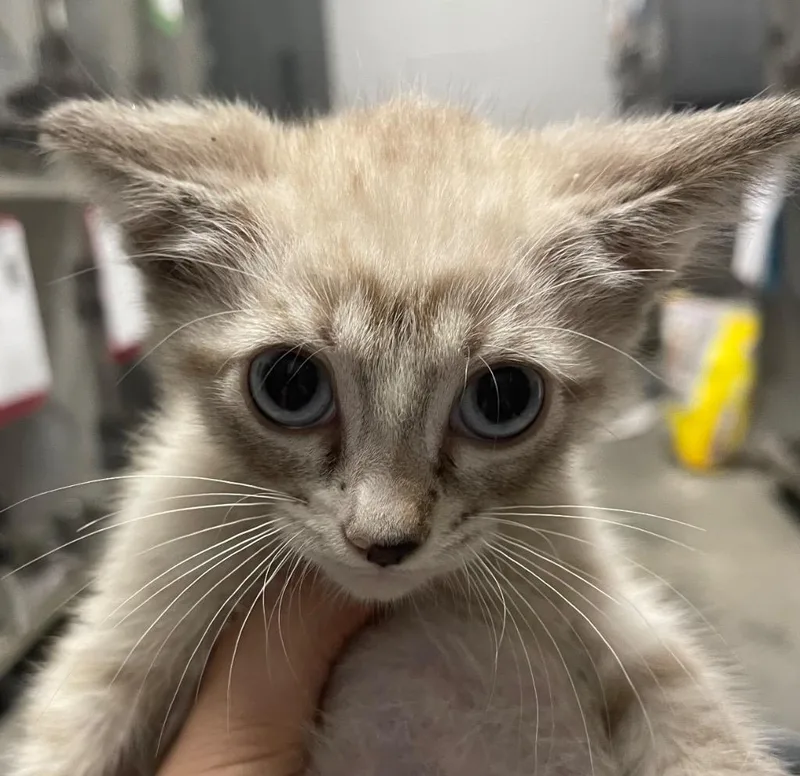 A baby small-sized male Domestic Short Hair cat named C for adoption in Henderson, NC