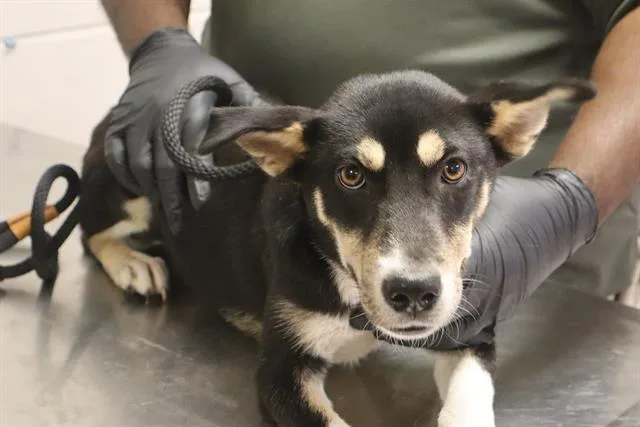 A young medium-sized female Mixed Breed dog named Nora for adoption in Columbia, SC