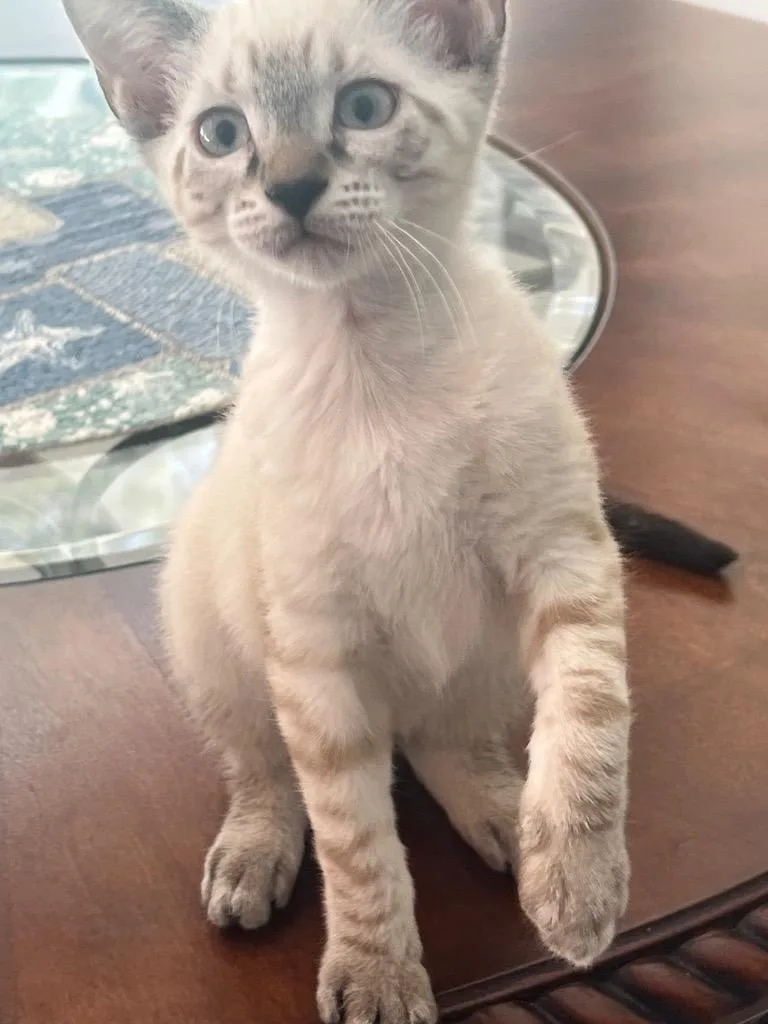 A baby medium-sized female Domestic Short Hair cat named Sanibel and Amelia for adoption in New York, NY