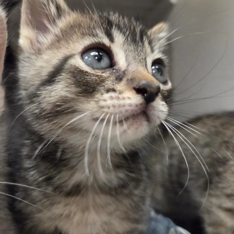 A baby small-sized male Black Domestic Short Hair cat named Triscuit for adoption in Lake Panasoffkee, FL